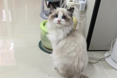 哪些人容易被猫咪抓伤,常见的有新人、小孩等