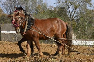 怎么养马,幼驹每天要饲喂3-4次