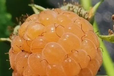 种植树莓的利润,夏果型品种的亩收益为4000元左右