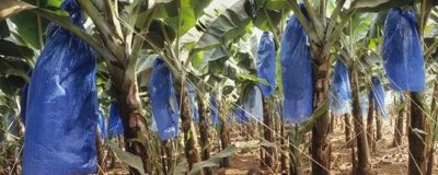 香蕉为什么要套袋,可以提高表面的着色度和防治病虫害