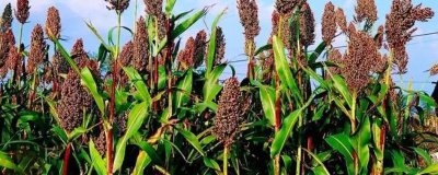 高粱常见的病害,不同病害的防治方法不同