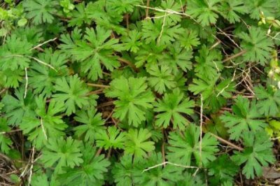 野老鹳草的发生特点，常生于田野中与植物争夺水分养分