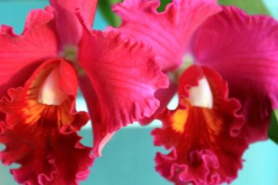 卡特兰怎么养殖，春芽刚生时要分株换盆