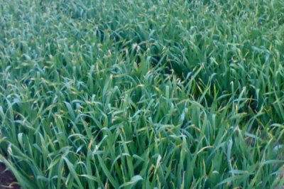 金乡大蒜什么时候收获,叶子开始转黄时进行收获