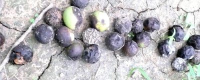 核桃常见病害怎么防治,需对症治疗