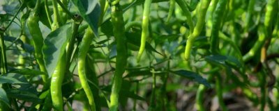 青椒的施肥原则，施足基肥十分重要