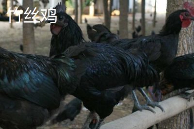 乌鸡的产地,原产自江西省的泰和县武山