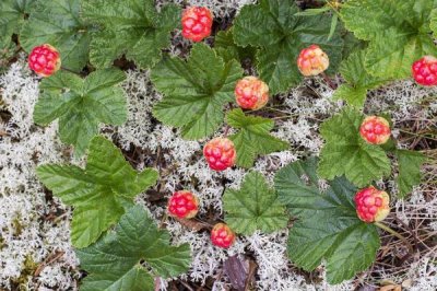 云莓的价格,最高卖到200元一斤