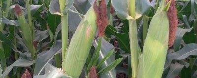 金萌2625玉米种简介，辽宁省春播生育期133天