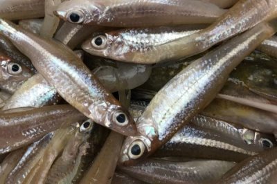 哪种黄鳝诱饵比蚯蚓更好,适宜选择有螺蚌肉及禽畜内脏