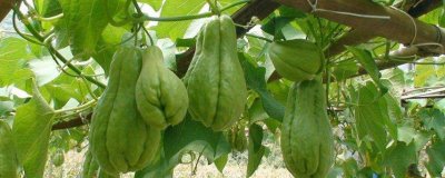 佛手瓜苗的种植方法，茎蔓生长茂盛需搭棚架