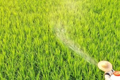 水稻田埂除草配方,杂草较多的话可喷施二甲四氯