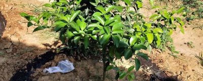 对柑橘秋施基肥的要点，用肥量要占到全年施肥量的30-40％左右