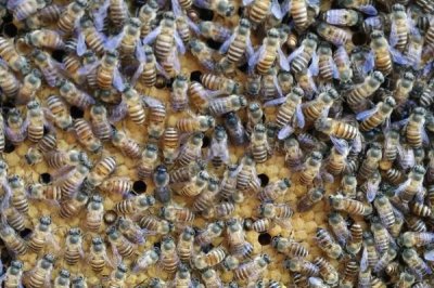 哪些人不适合养蜜蜂,主要针对这5类人群