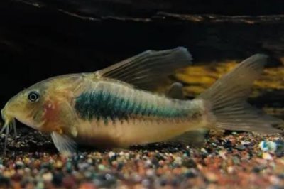 鼠鱼可以用土霉素吗,可以但需根据病症来控制使用量