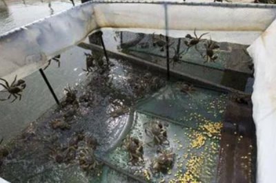 河蟹如何越冬，条件允许的情况下应该要注水2-3次