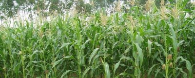 农职1701玉米种子介绍，中抗小斑病