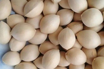 杏果病虫害的防治方法,雨季需及时排水