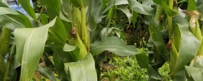 农学士01A玉米品种的特性，中抗大斑病