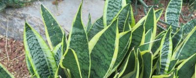 金边虎尾兰怎么养,养殖期间让它时常接触阳光