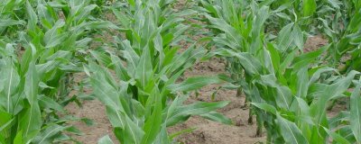 文玉173玉米种子特征特性,适宜密度为每亩5500株左右