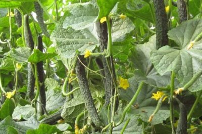 黄瓜被风吹蔫了怎么解决,建议给黄瓜搭建棚舍