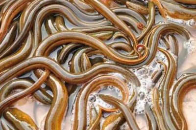 黄鳝腐皮病与烂尾病怎么防治,鳝池要常清洗并换水