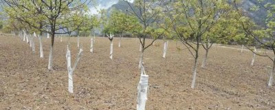 核桃的嫁接技术，常用劈接法和芽接法