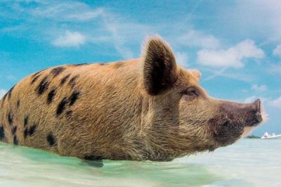 牛羊猪会游泳吗,都天生具有游泳的本领