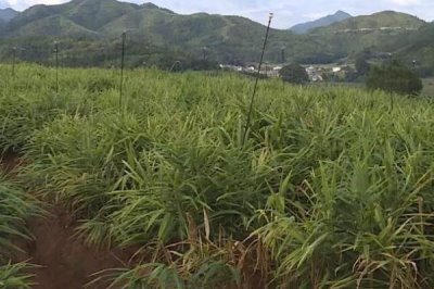 如何预防生姜叶片发黄,种植期间要及时浇水施肥、揭除地膜