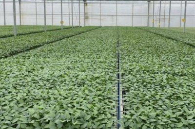 如何使用蔬菜育苗盘育苗，常用72孔，128孔，288孔等