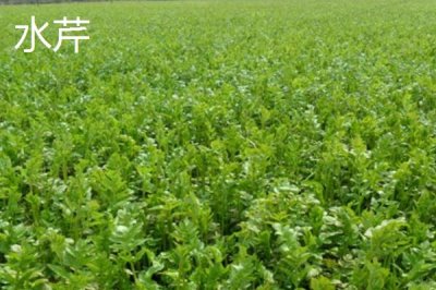 水芹的产地,原产亚洲东部