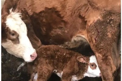 牛喂葡萄糖粉有没有坏处，是没有坏处的