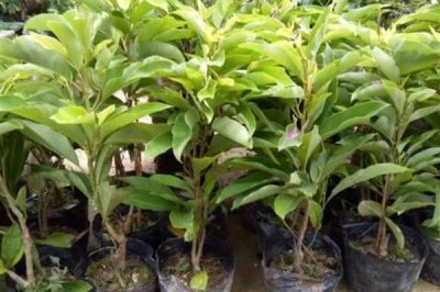 养殖白兰花用哪种土，在腐叶土中可以快速生根