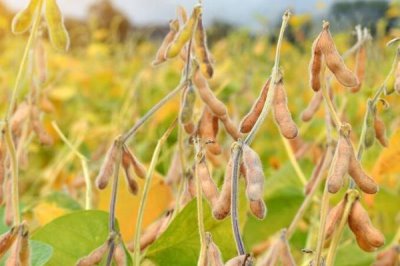 黄豆喜欢什么肥料,通常喜欢氮磷钾肥