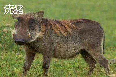 疣猪和野猪有什么区别,疣猪是野猪里面的一个品种