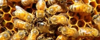 蜂王为什么会逃跑,可能是蜜蜂群体过大或遭受天敌侵袭等