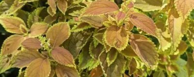 彩叶草叶子发黄怎么办,浇水要充足