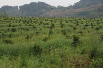 果园里能套种哪些药材,应根据树龄、树冠、无后期进行套栽