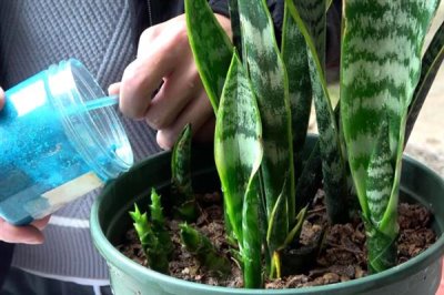 虎皮兰怎么养殖,冬季每隔10天浇一次水