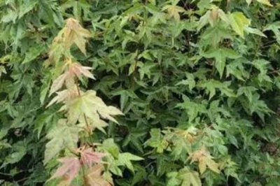 三角枫的繁殖方法，可播种也可扦插