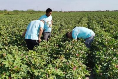 棉花中后期如何防早衰，根据棉株长势进行叶面喷肥