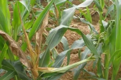 玉米脱肥症状，缺氮时叶尖黄化、缺磷时叶片边缘呈浅紫色、缺钾时叶尖呈烧焦状