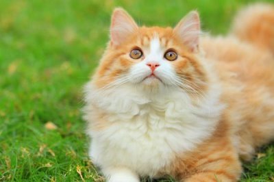 母猫什么时候会最严重闹猫，到了6月龄晚上会严重闹猫