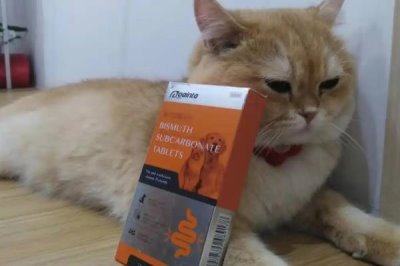 猫疱疹病毒的症状，各病程症状都不同