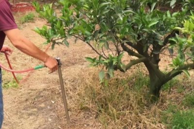 橙子树什么时候修剪，在生长期、结果期以及收获后都可修剪