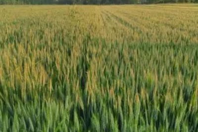 如何给低温麦田除草施药,要合理利用高温时段除草