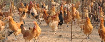 柴鸡的养殖注意事项,饲喂的时间一定要把握好