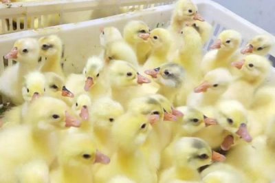 冬天怎么养殖雏鹅，育雏室的温度要保持在28-30℃