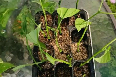 如何扦插茉莉花可提高成活率，使用疏松肥沃的土壤有助于植株生根